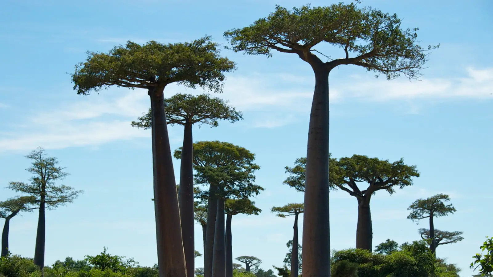 Viale di baobab in un paesaggio africano